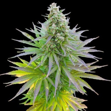 Blueberry Gum cannabis plants in bloom, grown from Feminised seeds – ideal for home cultivation from G13 Labs Seeds