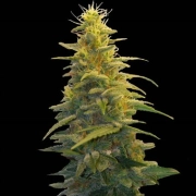 Blueberry Gum #2 cannabis plants in bloom, grown from Feminized seeds – ideal for home cultivation from G13 Labs Seeds