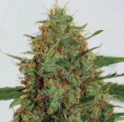Cinderella 99 cannabis plants in bloom, grown from Feminized seeds – ideal for home cultivation from G13 Labs Seeds