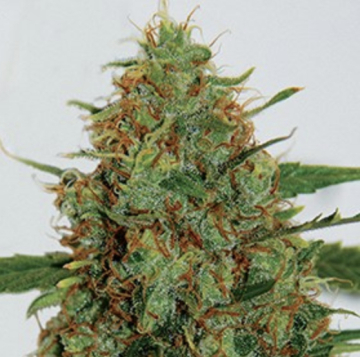 Cinderella 99 cannabis plants in bloom, grown from Feminised seeds – ideal for home cultivation from G13 Labs Seeds