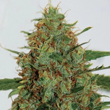 Cinderella 99 cannabis plants in bloom, grown from Feminized seeds – ideal for home cultivation from G13 Labs Seeds