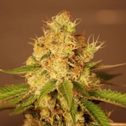 Diesel Auto cannabis plants in bloom, grown from Automatic seeds – ideal for home cultivation from G13 Labs Seeds