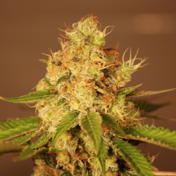 Diesel Auto cannabis plants in bloom, grown from Automatic seeds – ideal for home cultivation from G13 Labs Seeds