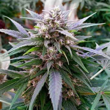 Hypnotic cannabis plants in bloom, grown from Feminized seeds – ideal for home cultivation from G13 Labs Seeds