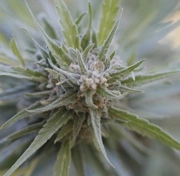 Midnight Kush cannabis plants in bloom, grown from Feminized seeds – ideal for home cultivation from G13 Labs Seeds