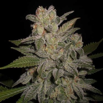 Northern Lights Auto cannabis plants in bloom, grown from Automatic seeds – ideal for home cultivation from G13 Labs Seeds