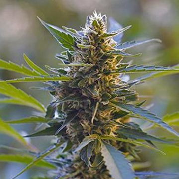 Northern Lights X Skunk cannabis plants in bloom, grown from Feminised seeds – ideal for home cultivation from G13 Labs Seeds