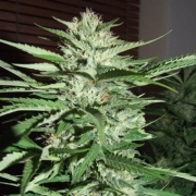 Pineapple Express cannabis plants in bloom, grown from Feminized seeds – ideal for home cultivation from G13 Labs Seeds