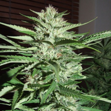 Pineapple Express cannabis plants in bloom, grown from Feminised seeds – ideal for home cultivation from G13 Labs Seeds