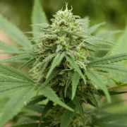 Pineapple Express #2 cannabis plants in bloom, grown from Feminized seeds – ideal for home cultivation from G13 Labs Seeds