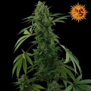 Pineapple Express Auto – G13 Labs – Autoflowering