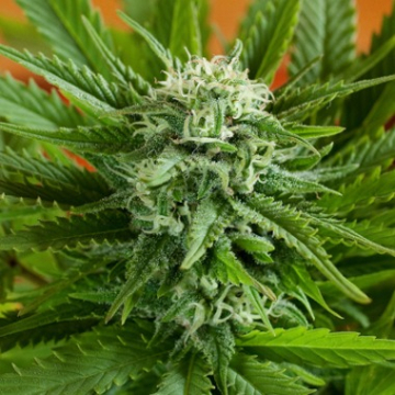 Pineapple Express Auto cannabis plants in bloom, grown from Automatic seeds – ideal for home cultivation from G13 Labs Seeds