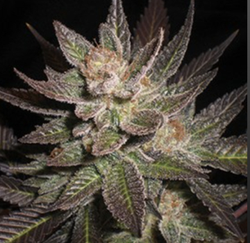 Purple Haze cannabis plants in bloom, grown from Feminised seeds – ideal for home cultivation from G13 Labs Seeds