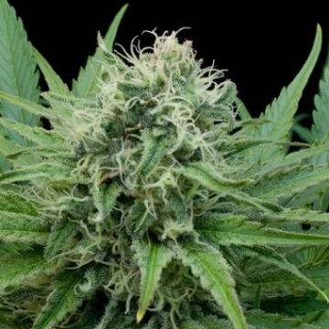 Raw Diesel cannabis plants in bloom, grown from Feminized seeds – ideal for home cultivation from G13 Labs Seeds