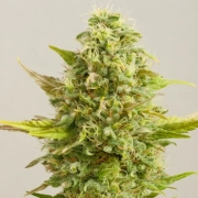 Royal Kush cannabis plants in bloom, grown from Feminized seeds – ideal for home cultivation from G13 Labs Seeds