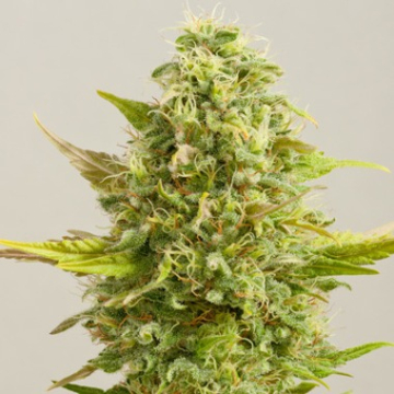 Royal Kush cannabis plants in bloom, grown from Feminised seeds – ideal for home cultivation from G13 Labs Seeds