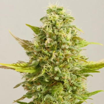 Royal Kush cannabis plants in bloom, grown from Feminized seeds – ideal for home cultivation from G13 Labs Seeds