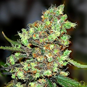 Skunk #1 cannabis plants in bloom, grown from Feminized seeds – ideal for home cultivation from G13 Labs Seeds