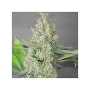 Super Skunk cannabis plants in bloom, grown from Feminized seeds – ideal for home cultivation from G13 Labs Seeds