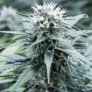 Sweet Amnesia cannabis plants in bloom, grown from Feminized seeds – ideal for home cultivation from G13 Labs Seeds