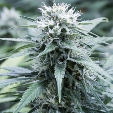 Sweet Amnesia cannabis plants in bloom, grown from Feminized seeds – ideal for home cultivation from G13 Labs Seeds