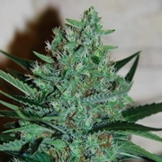 White Lavender cannabis plants in bloom, grown from Feminized seeds – ideal for home cultivation from G13 Labs Seeds