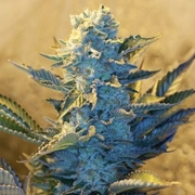 White Widow cannabis plants in bloom, grown from Feminized seeds – ideal for home cultivation from G13 Labs Seeds