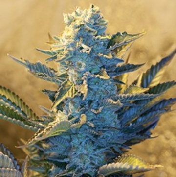 White Widow cannabis plants in bloom, grown from Feminised seeds – ideal for home cultivation from G13 Labs Seeds