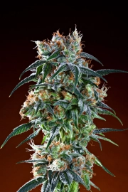 Bay 11 cannabis plants in bloom, grown from Regular seeds – ideal for home cultivation from Grand Daddy Purp