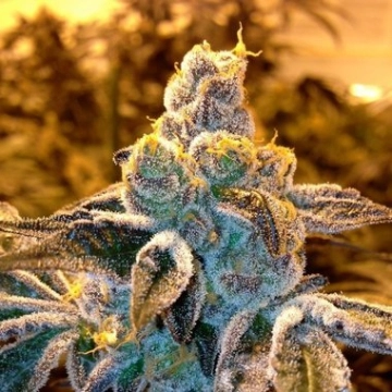 CandyLand Strain cannabis plants in bloom, grown from Regular seeds – ideal for home cultivation from Grand Daddy Purp
