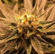 Grandpa Larry cannabis plants in bloom, grown from Regular seeds – ideal for home cultivation from Grand Daddy Purp