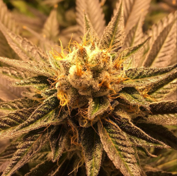 Grandpa Larry cannabis plants in bloom, grown from Regular seeds – ideal for home cultivation from Grand Daddy Purp