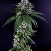 Ken's Kush cannabis plants in bloom, grown from Regular seeds – ideal for home cultivation from Grand Daddy Purp
