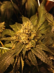 OG Kush cannabis plants in bloom, grown from Regular seeds – ideal for home cultivation from Grand Daddy Purp