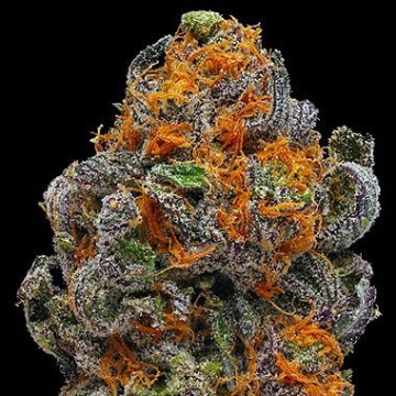 Original Grand Daddy Purp cannabis plants in bloom, grown from Regular seeds – ideal for home cultivation from Grand Daddy Purp