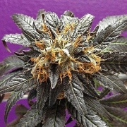 Phantom Cookies cannabis plants in bloom, grown from Regular seeds – ideal for home cultivation from Grand Daddy Purp