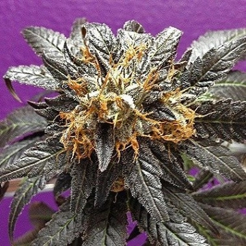 Phantom Cookies cannabis plants in bloom, grown from Regular seeds – ideal for home cultivation from Grand Daddy Purp