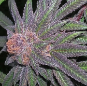 Purple Wreck cannabis plants in bloom, grown from Regular seeds – ideal for home cultivation from Grand Daddy Purp