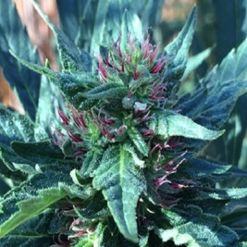 Snowcap cannabis plants in bloom, grown from Regular seeds – ideal for home cultivation from Grand Daddy Purp