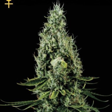 Arjans Haze #2 cannabis plants in bloom, grown from Feminised seeds – ideal for home cultivation from Greenhouse Seed Co