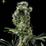 Arjans Haze 3 cannabis plants in bloom, grown from Feminized seeds – ideal for home cultivation from Greenhouse Seed Co