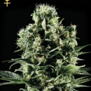 Arjan's Ultra Haze 2 cannabis plants in bloom, grown from Feminized seeds – ideal for home cultivation from Greenhouse Seed Co