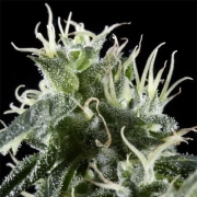 Arjans Haze cannabis plants in bloom, grown from Feminized seeds – ideal for home cultivation from Greenhouse Seed Co