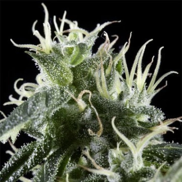 Arjans Haze cannabis plants in bloom, grown from Feminized seeds – ideal for home cultivation from Greenhouse Seed Co