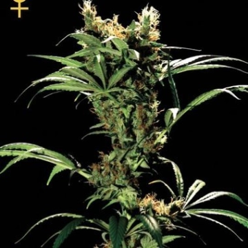 Arjans Strawberry Haze cannabis plants in bloom, grown from Feminized seeds – ideal for home cultivation from Greenhouse Seed Co