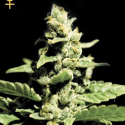 Green-O-Matic cannabis plants in bloom, grown from Feminised seeds – ideal for home cultivation from Greenhouse Seed Co