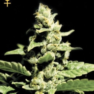 Green-O-Matic cannabis plants in bloom, grown from Feminized seeds – ideal for home cultivation from Greenhouse Seed Co