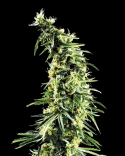 Hawaiian Snow cannabis plants in bloom, grown from Feminized seeds – ideal for home cultivation from Greenhouse Seed Co