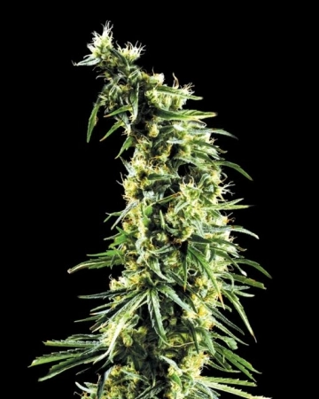 Hawaiian Snow cannabis plants in bloom, grown from Feminized seeds – ideal for home cultivation from Greenhouse Seed Co