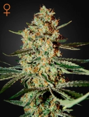 Himalayan Gold – Greenhouse Seed Co – Feminized – Product view 2